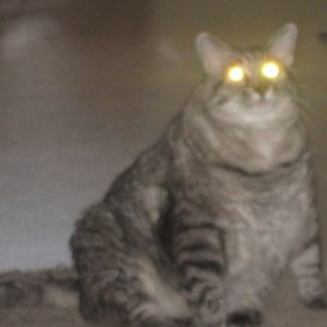 Meet your Posher, Brad